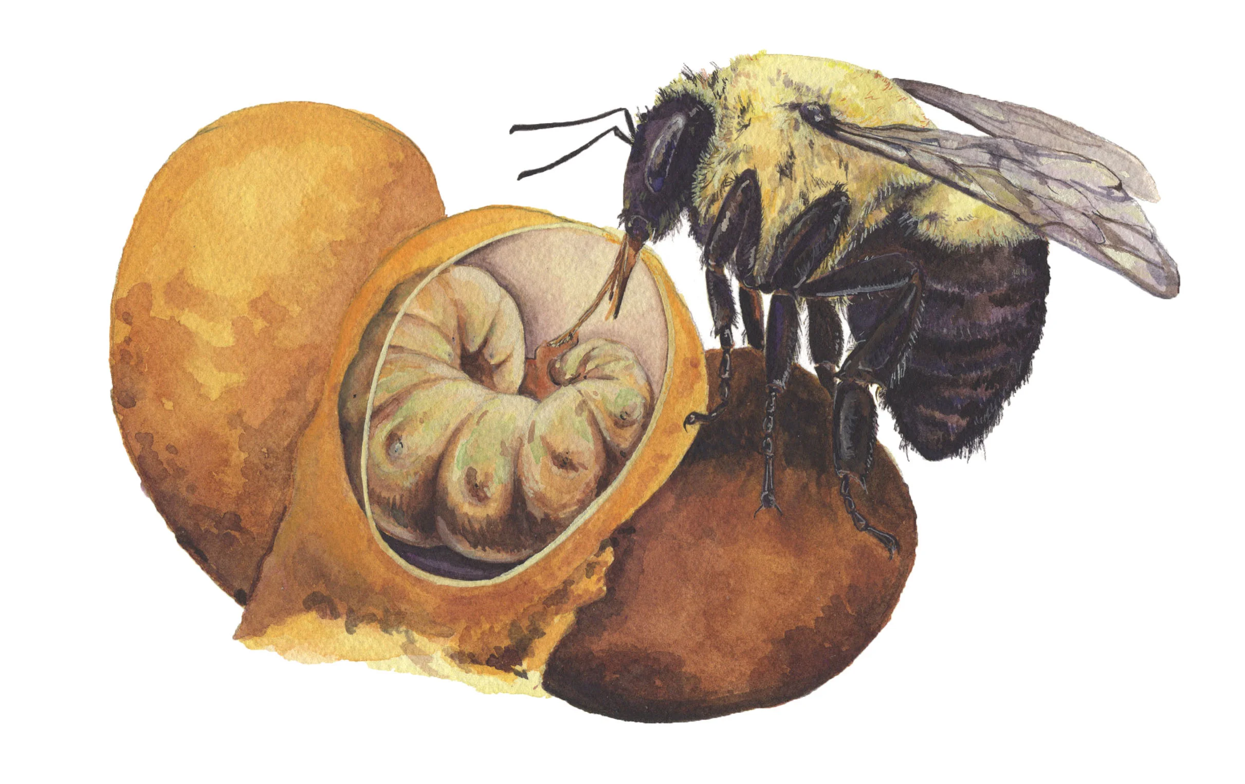 Eastern Bumble Bees - A Look Inside Their Lives — Trenton W. Jung